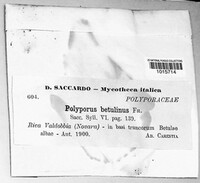 Fomitopsis betulina image